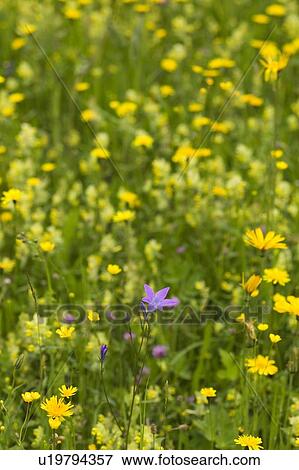 Stock Photo - Wildflowers. Fotosearch