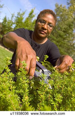 Woman cutting hedge View Large Photo Image Stock Photograph - Woman cutting hedge. Fotosearch