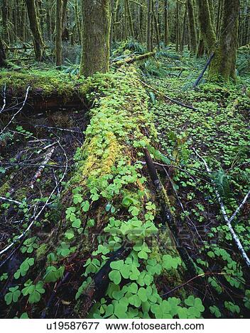 Wood-Sorrel growing on rotting log in rainforest View Large Photo Image Stock Photo - Wood-Sorrel growing on rotting log in rainforest. Fotosearch