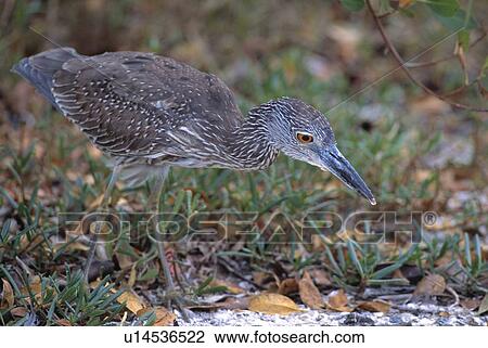 Stock Image - Yellow crowned night heron. Fotosearch
