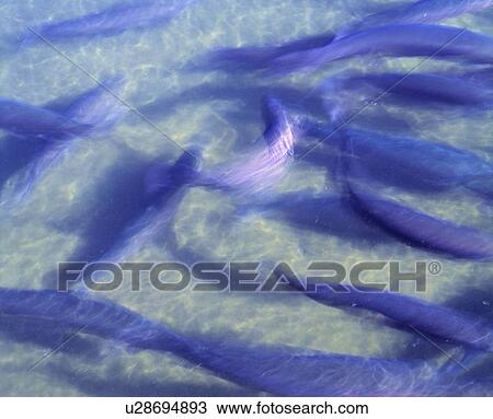 Young trout in a hatchery pool View Large Photo Image Stock Image - Young trout in a hatchery pool. Fotosearch
