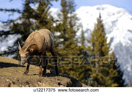 Young wildlife View Large Photo Image Stock Photography - Young wildlife. Fotosearch