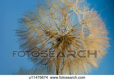 Picture - A close-up of a dandelion. Fotosearch