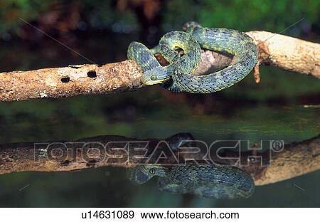 Stock Photo - African Bush Viper with reflection. Fotosearch