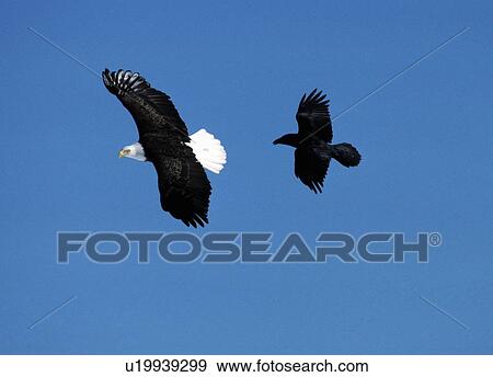 Stock Photo - Bald Eagle and Raven in flight. Fotosearch
