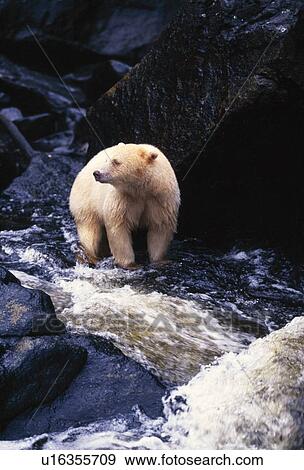 Bear standing in rocky stream View Large Photo Image Stock Photo - Bear standing in rocky stream. Fotosearch