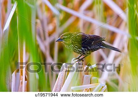 Bird in the reeds View Large Photo Image Picture - Bird in the reeds. Fotosearch
