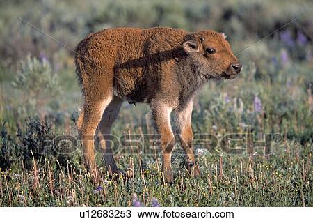Bison calf View Large Photo Image Stock Image - Bison calf. Fotosearch