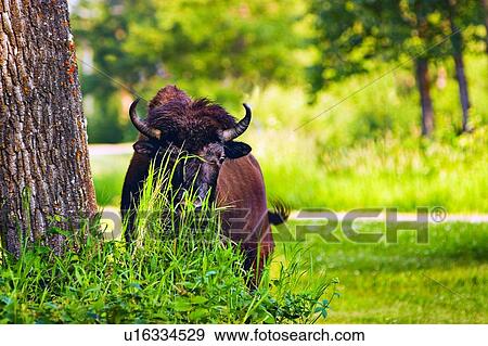 Bison hiding behind grasses View Large Photo Image Stock Photo - Bison hiding behind grasses. Fotosearch