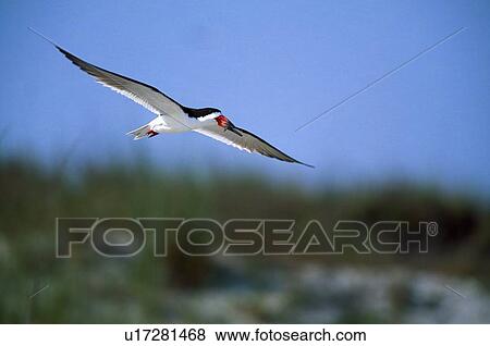Black skimmer in flight View Large Photo Image Stock Photo - Black skimmer in flight. Fotosearch