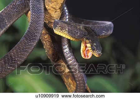Blandings tree snake View Large Photo Image Stock Photo - Blandings tree snake. Fotosearch