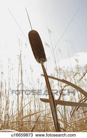 Bulrush View Large Photo Image Stock Image - Bulrush. Fotosearch