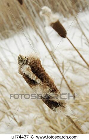 Stock Photo - Cattails. Fotosearch