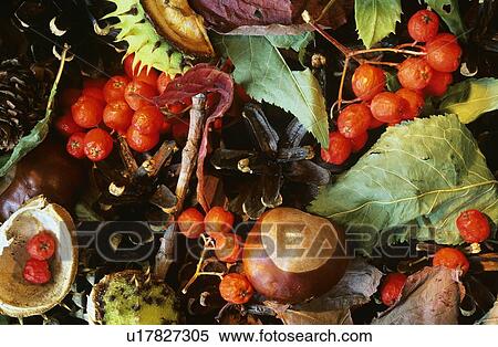 Close-up of fall foliage, berries and chestnut seeds View Large Photo Image Stock Photography - Close-up of fall foliage, berries and chestnut seeds. Fotosearch
