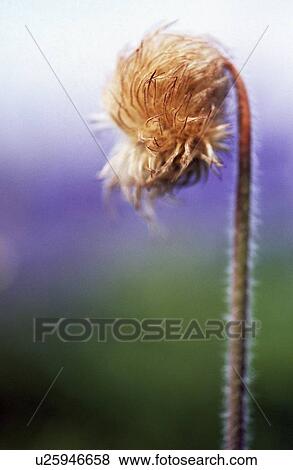 Close-up of flower View Large Photo Image Stock Photo - Close-up of flower. Fotosearch
