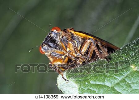 Closeup of a bug on a leaf View Large Photo Image Stock Photo - Closeup of a bug on a leaf. Fotosearch