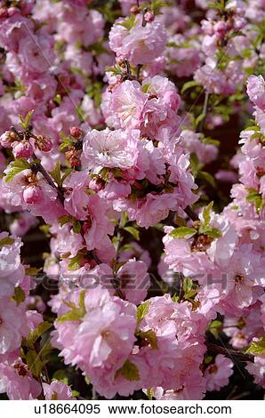 Closeup of cherry blossoms View Large Photo Image Stock Photography - Closeup of cherry blossoms. Fotosearch