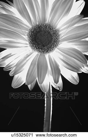 Closeup of daisy View Large Photo Image Stock Image - Closeup of daisy. Fotosearch