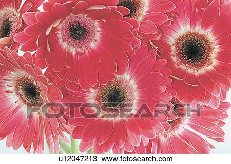 Cluster of Gerbera Daisies View Large Photo Image Stock Image - Cluster of Gerbera Daisies. Fotosearch