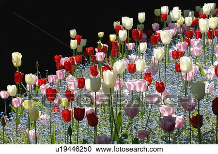 Stock Image - Colorful tulips. Fotosearch