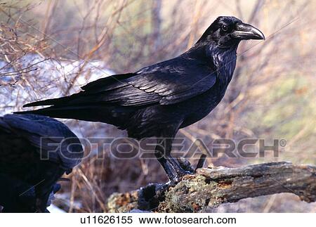 Common Raven View Large Photo Image Stock Photography - Common Raven. Fotosearch