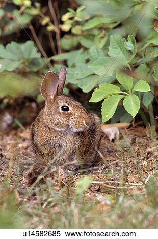 Cottontail rabbit View Large Photo Image Stock Photography - Cottontail rabbit. Fotosearch