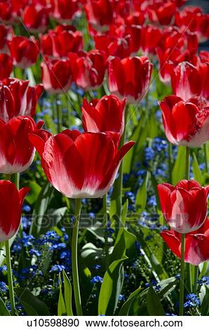 Stock Image - Countless red tulips. Fotosearch