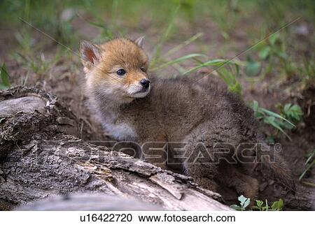 coyote pup View Large Photo Image Stock Image - coyote pup. Fotosearch