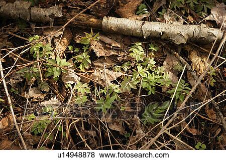 Delicate spring foliage View Large Photo Image Stock Photo - Delicate spring foliage. Fotosearch