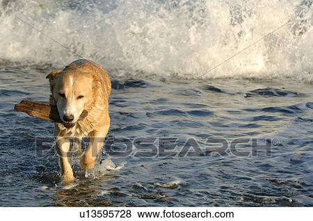 Stock Photo - Dog retrieving a stick. Fotosearch