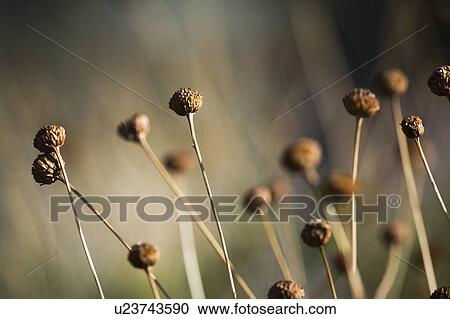 Stock Image - Dry whimsical plant in desert. Fotosearch