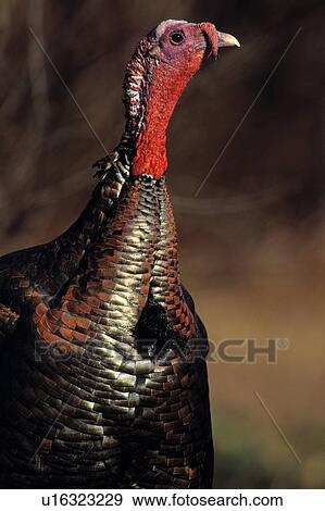 Eastern turkey tom View Large Photo Image Stock Photo - Eastern turkey tom. Fotosearch