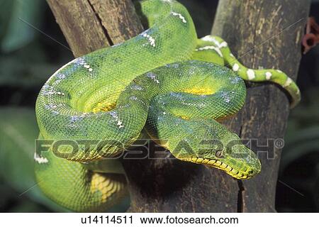 Emerald tree boa View Large Photo Image Stock Image - Emerald tree boa. Fotosearch