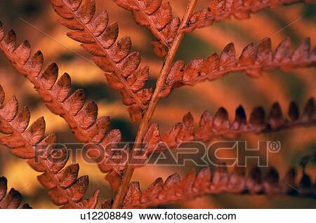 Fern leaf in autumn color View Large Photo Image Stock Photo - Fern leaf in autumn color. Fotosearch