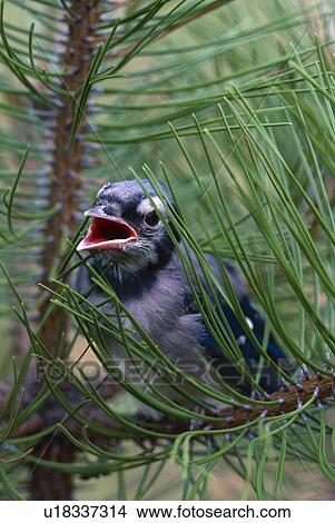 Picture - Fledgling blue jay in branch. Fotosearch