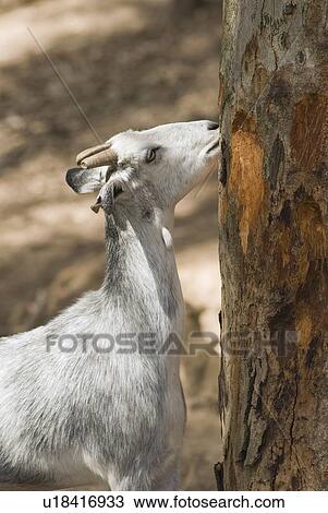 Stock Image - Goat Eating Bark of Tree. Fotosearch