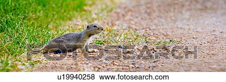Stock Photo - Gopher crossing the road cautiously. Fotosearch