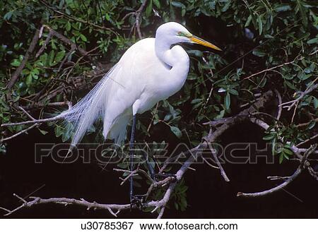 Great egret in breeding plumage View Large Photo Image Stock Photo - Great egret in breeding plumage. Fotosearch