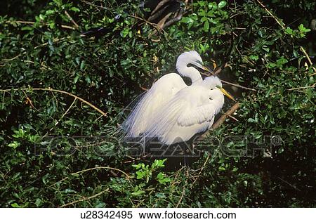 Stock Photography - Great egrets breeding pair. Fotosearch