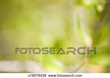 Green leaves background View Large Photo Image Stock Photo - Green leaves background. Fotosearch