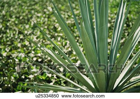Green plant spikes View Large Photo Image Stock Image - Green plant spikes. Fotosearch
