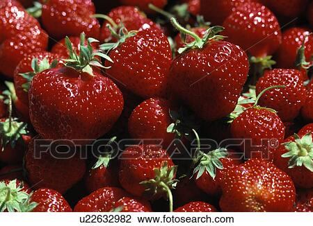 Harvested strawberries View Large Photo Image Stock Image - Harvested strawberries. Fotosearch