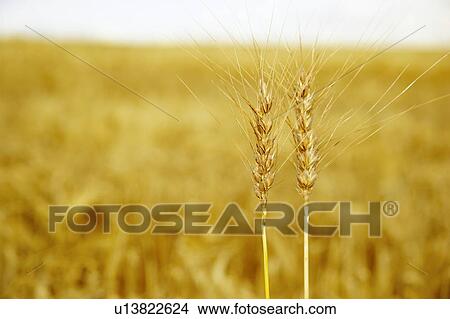 Heads of wheat View Large Photo Image Picture - Heads of wheat. Fotosearch