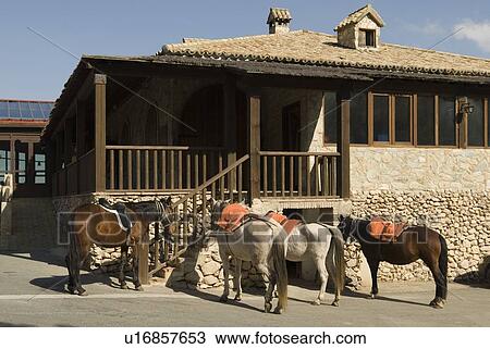Horses for hire View Large Photo Image Stock Image - Horses for hire. Fotosearch