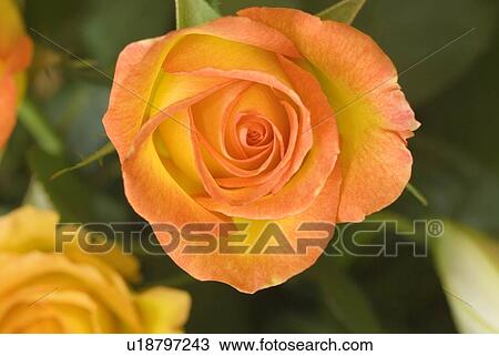 Stock Image - Hybrid tea rose circus. Fotosearch