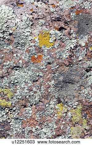 Lichen on rock surface View Large Photo Image Stock Image - Lichen on rock surface. Fotosearch