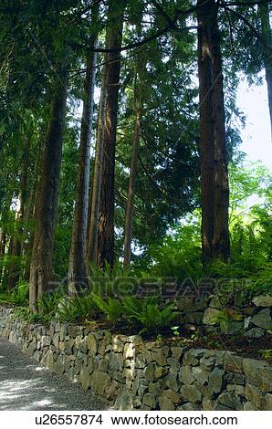 Picture - Lush forest and trees. Fotosearch