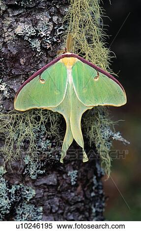 Stock Photography - Male luna moth on moss and lichen-covered tree. Fotosearch