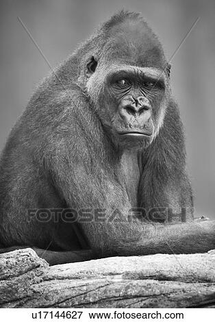 Monkey View Large Photo Image Stock Photo - Monkey. Fotosearch