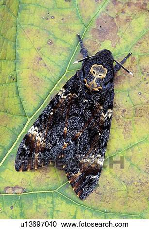 Moth resting on a leaf View Large Photo Image Stock Image - Moth resting on a leaf. Fotosearch